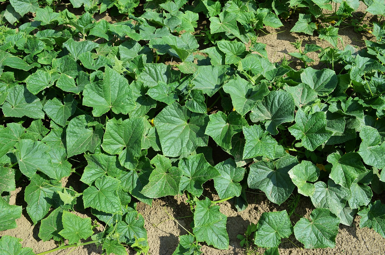 A patch of cucumber leaves