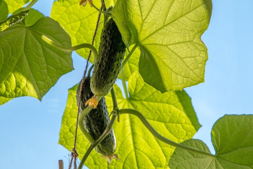 A cucumber plant in the sun