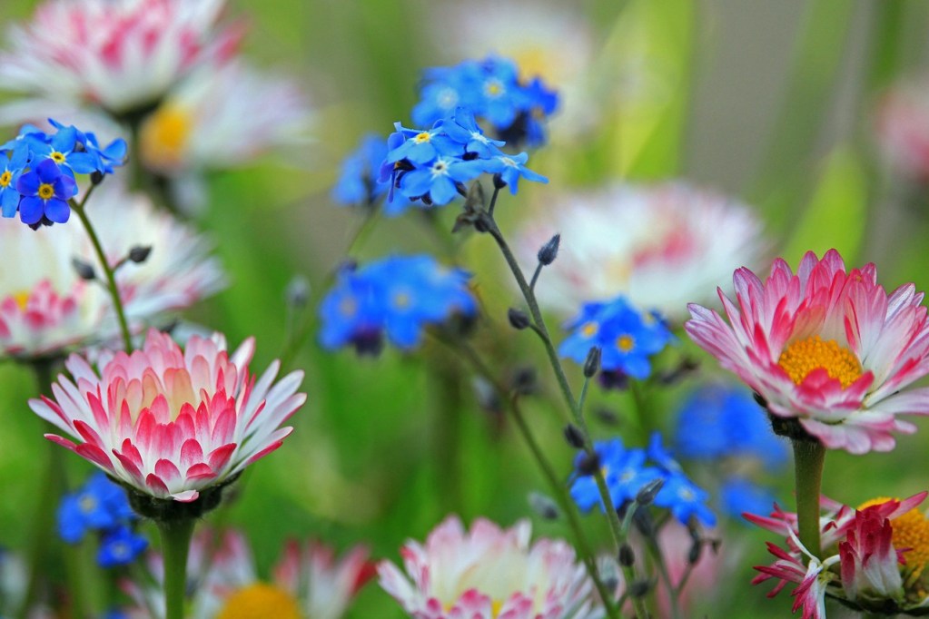 Blue forget-me-nots with pink and white daisies