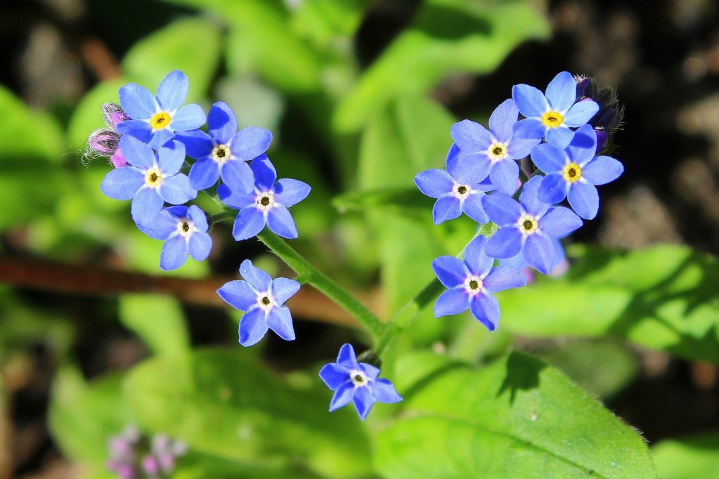 A cluster of forget-me-not flowers in the sun