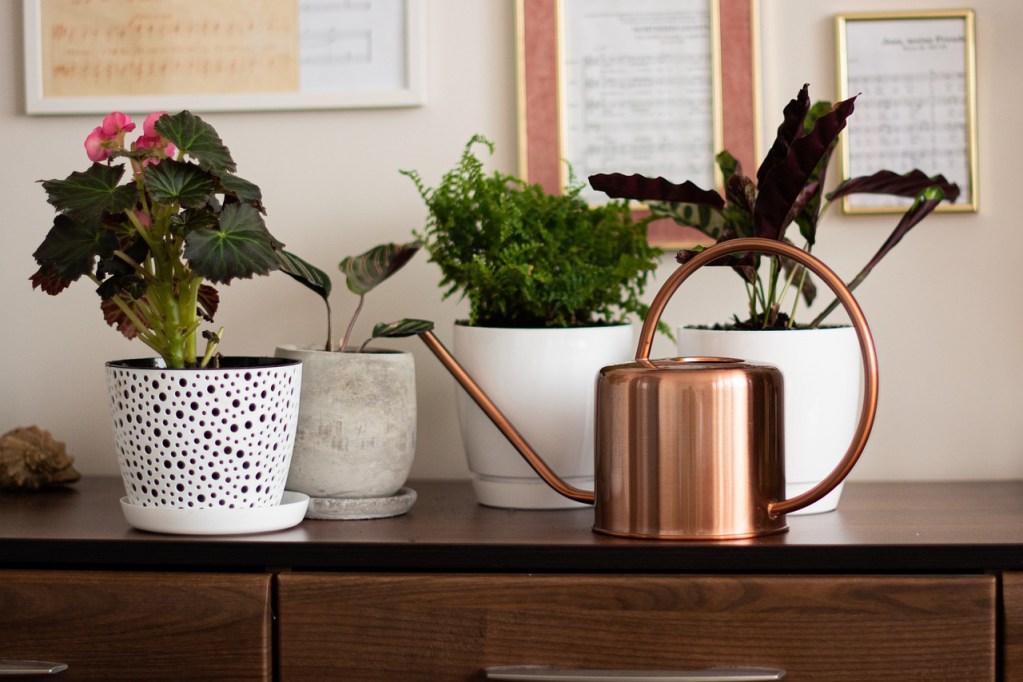 A potted begonia with other small potted plants and a watering can inside on a table