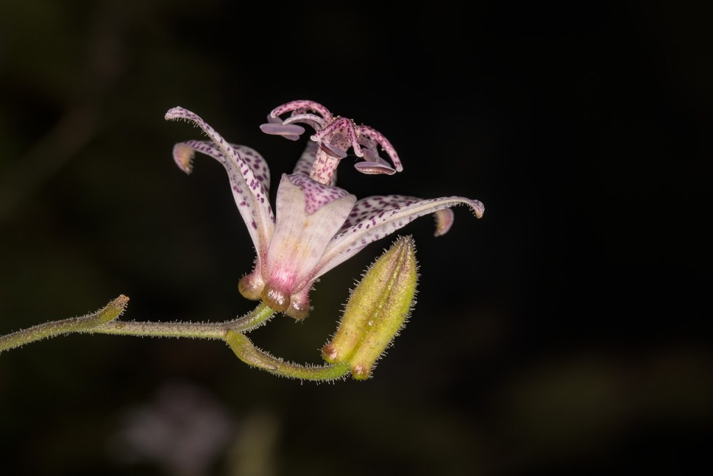 A Japanese toad lily flower at night