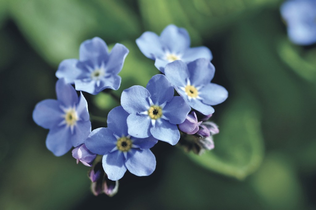 Pale blue forget-me-not flowers