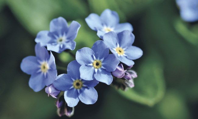 Forget-me-not flowers