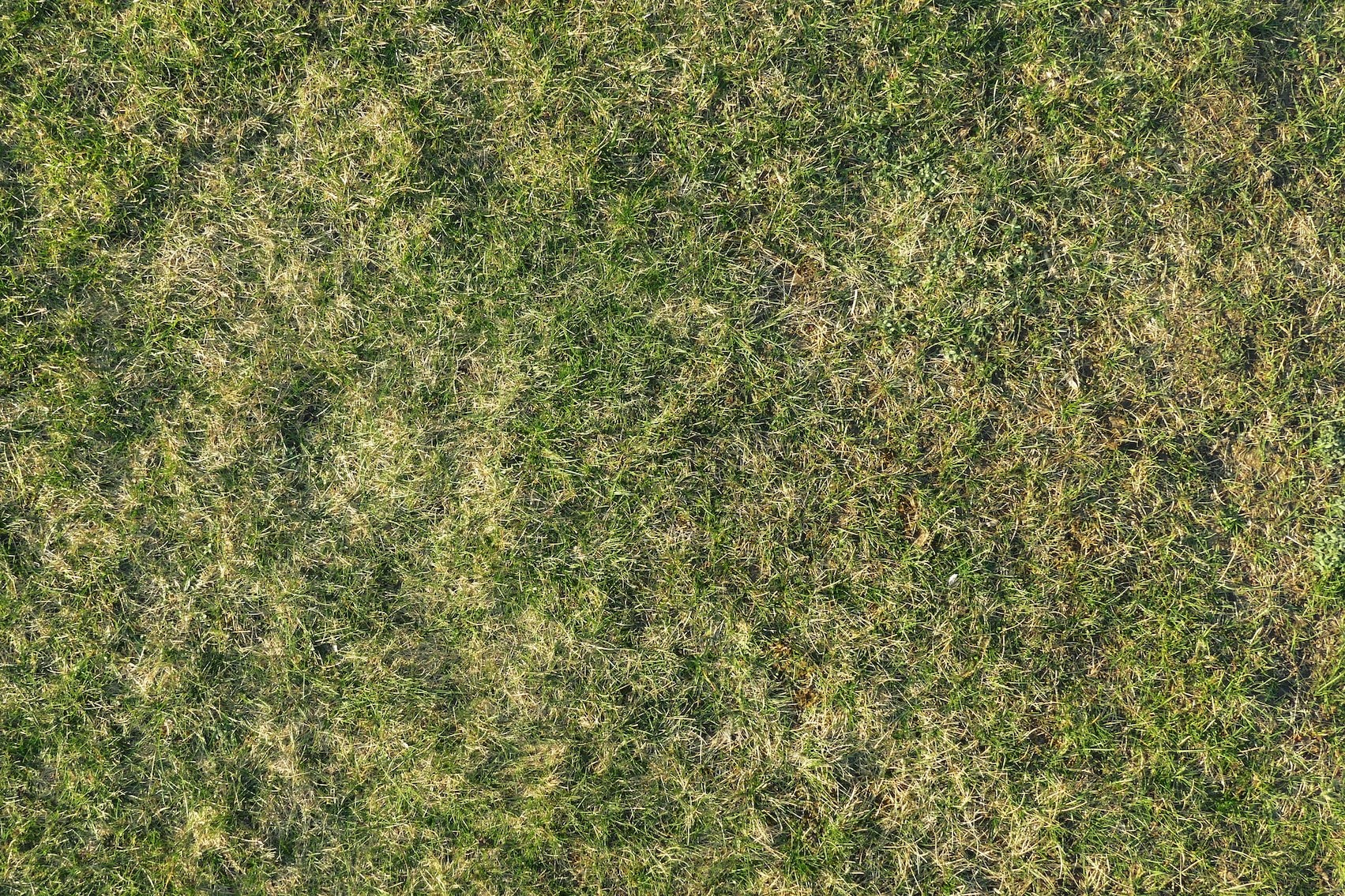 Yellow Grass Blades: How to Fix Ascochyta | Stewart's Lawn