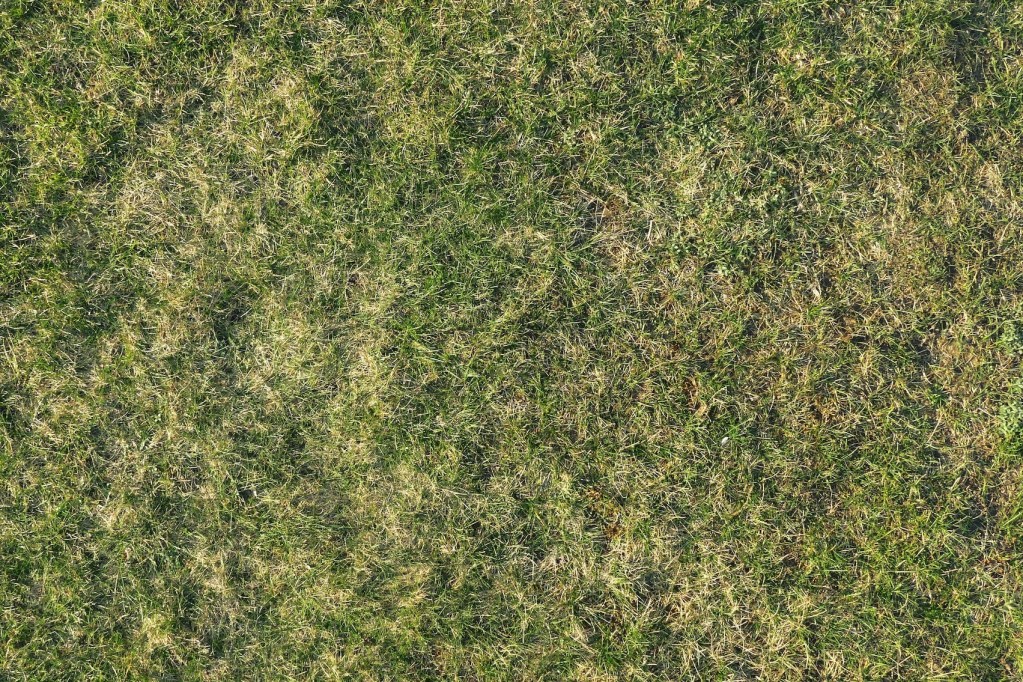 A patchy green and brown lawn