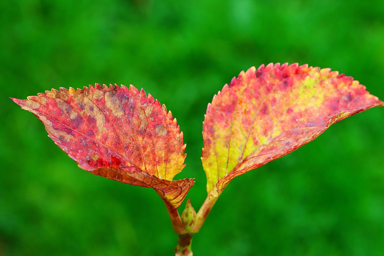 Red and orange hydrangea leaves with a few brown spots