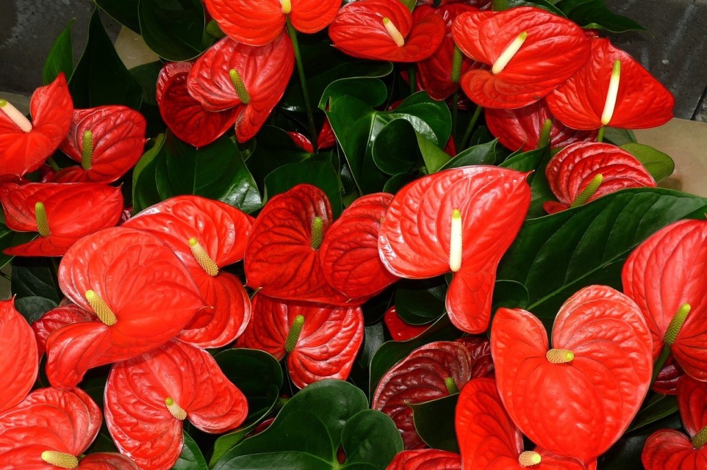 Several red anthurium flowers clustered together