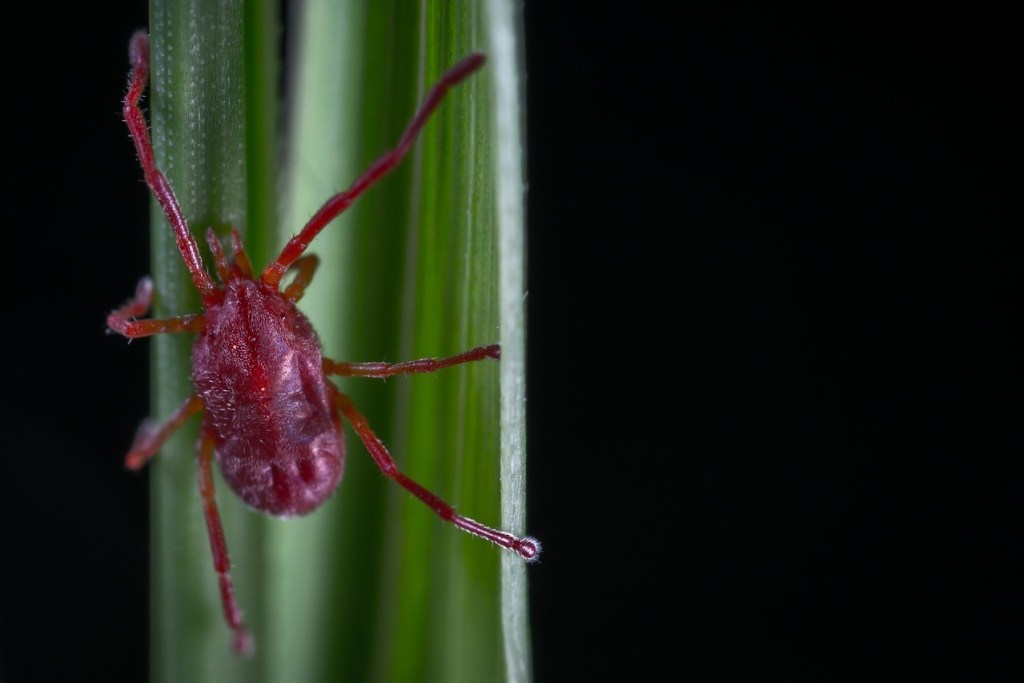 A red mite on a blade of grass