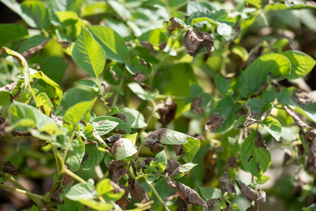 A sweet potato plant with leaves turning brown