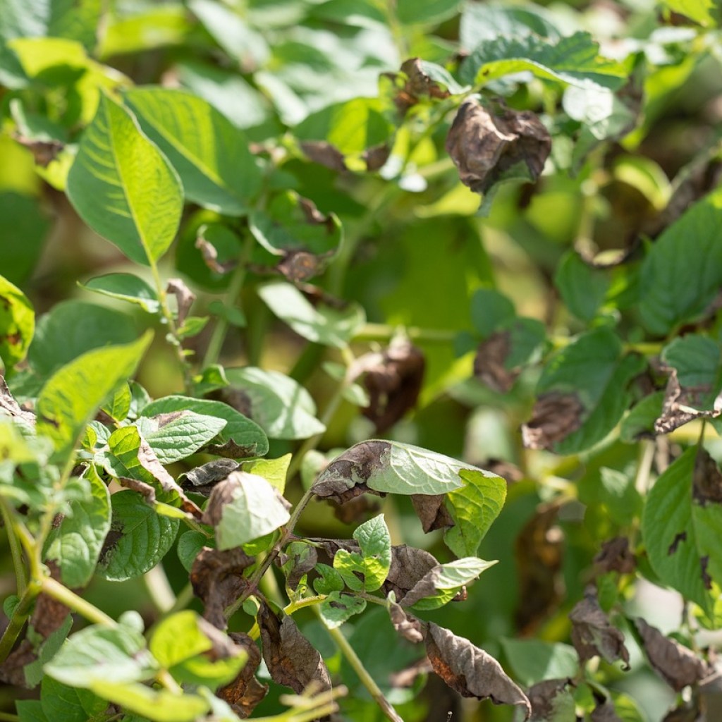 A sweet potato plant with leaves turning brown