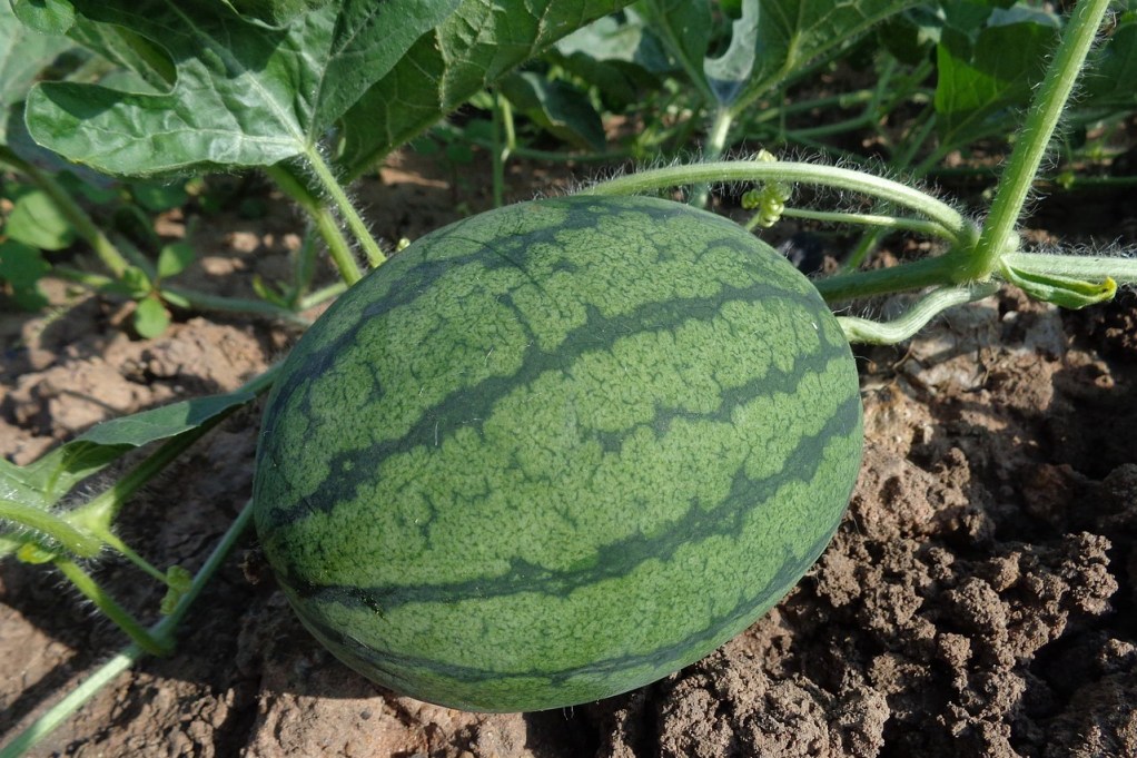A large watermelon ripening on the vine.