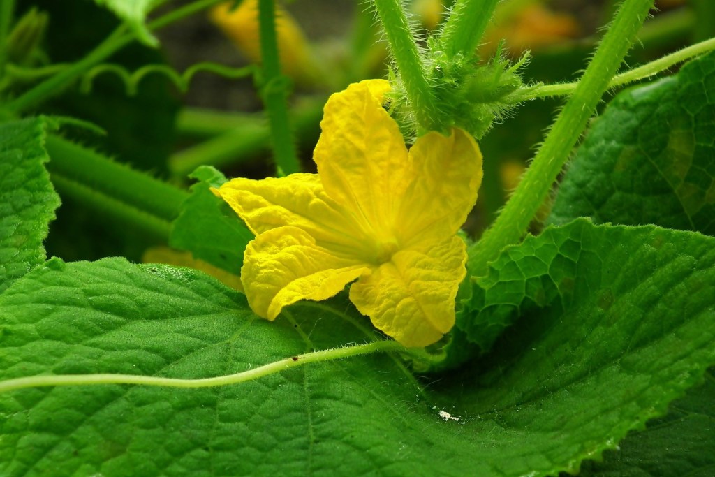 A yellow cucumber flower surrounded by leaves.