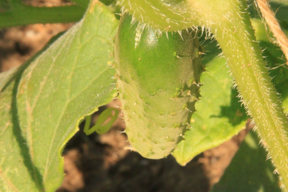 Yellow, wilting, cucumber plant