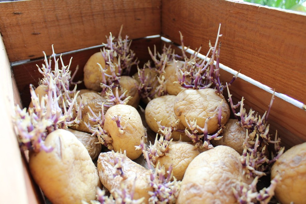 A box full of seed potatoes