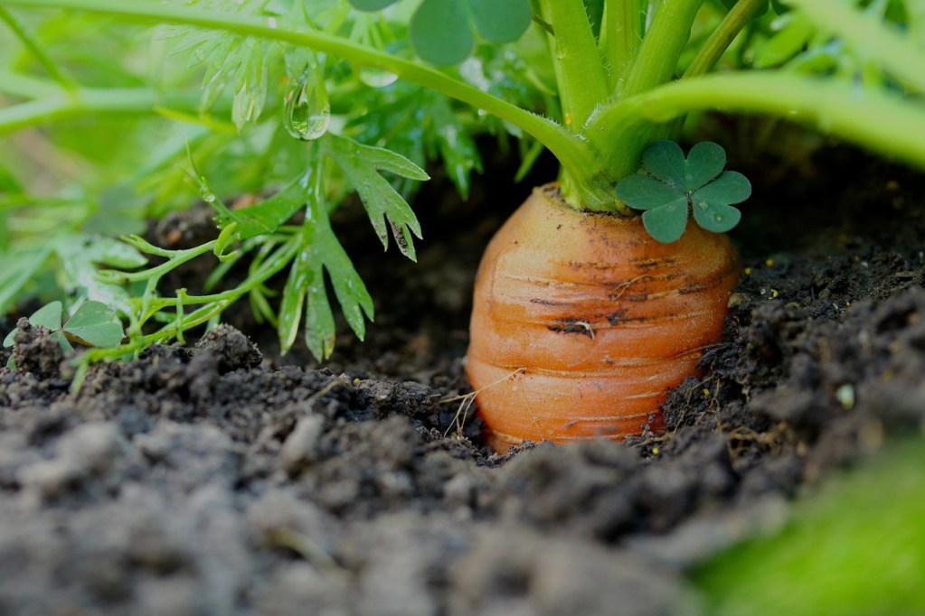 A carrot in the ground