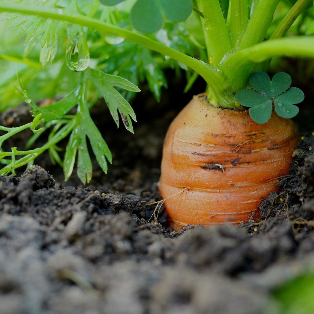 A carrot in the ground