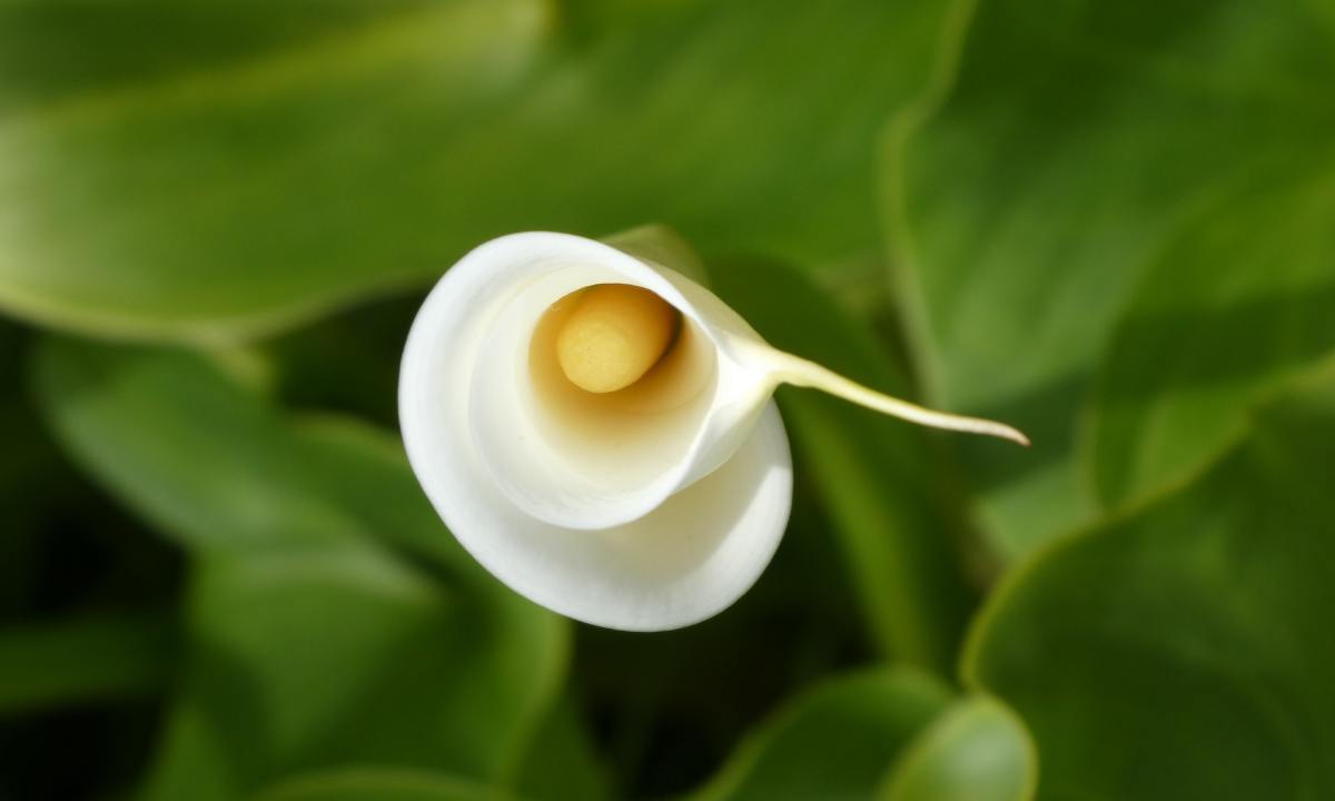Unfurling calla lily