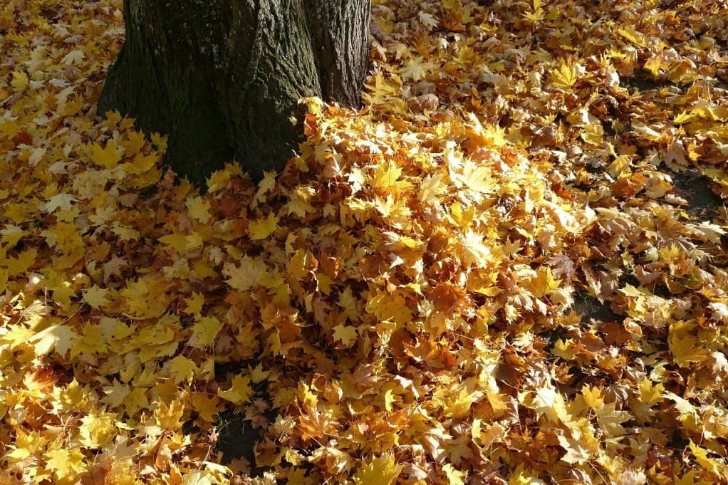 A pile of fallen leaves