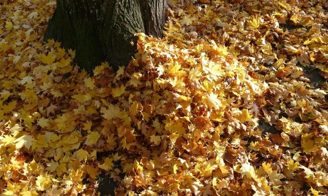 A pile of fallen leaves