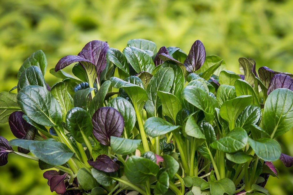 Green and purple spinach