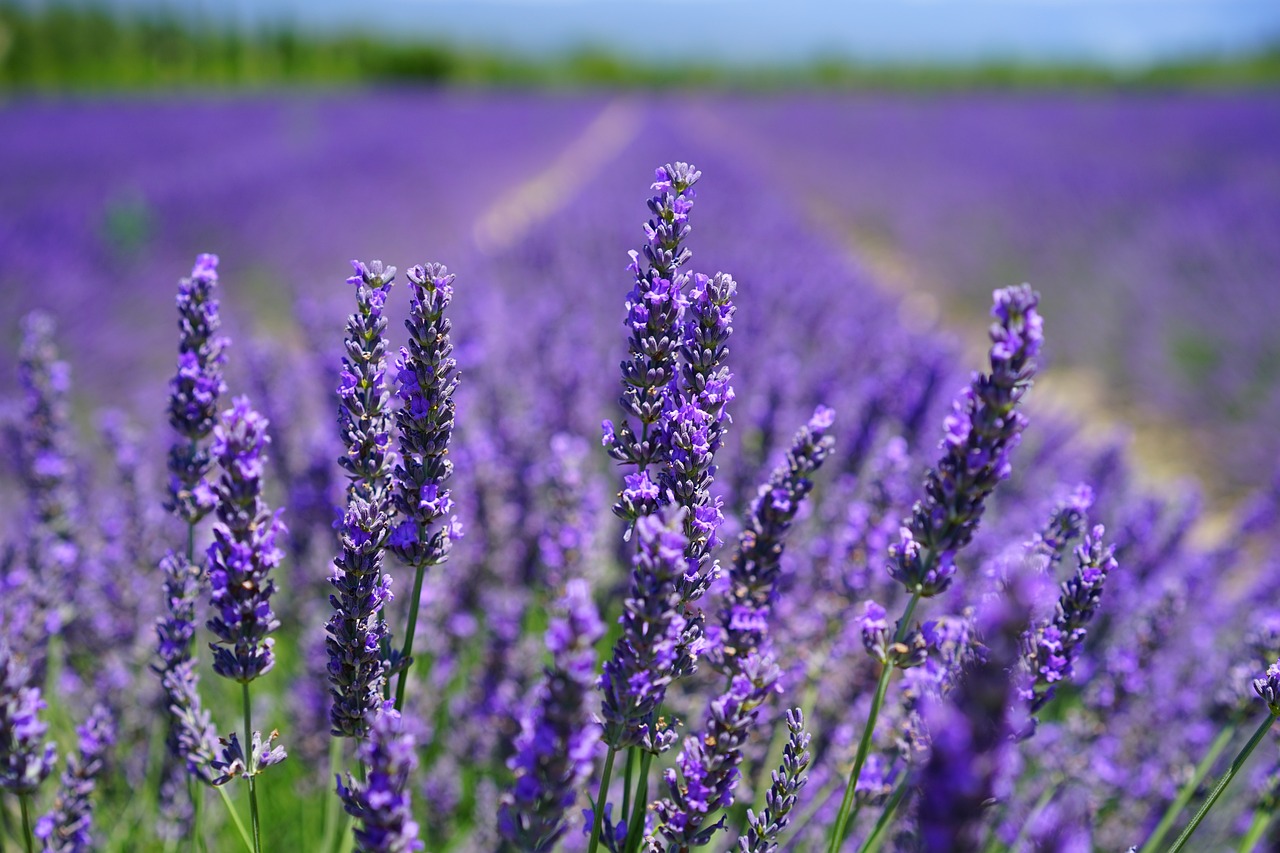 A field of lavender