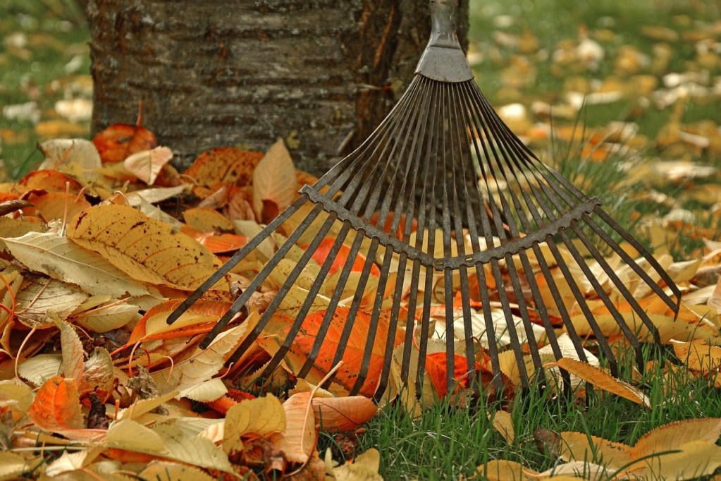 A rake with fallen leaves