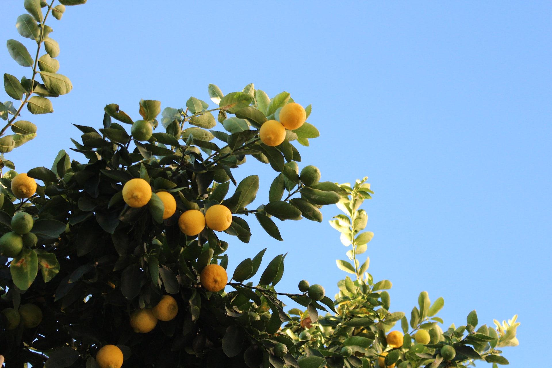 Lemon tree branch