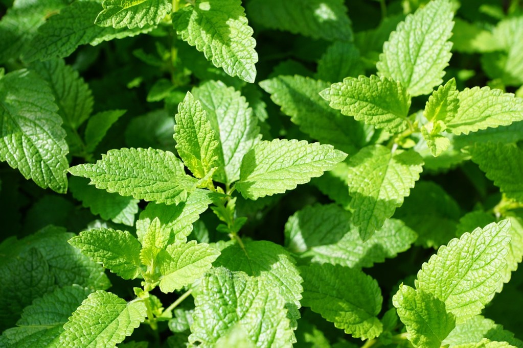 Mint growing in the sun