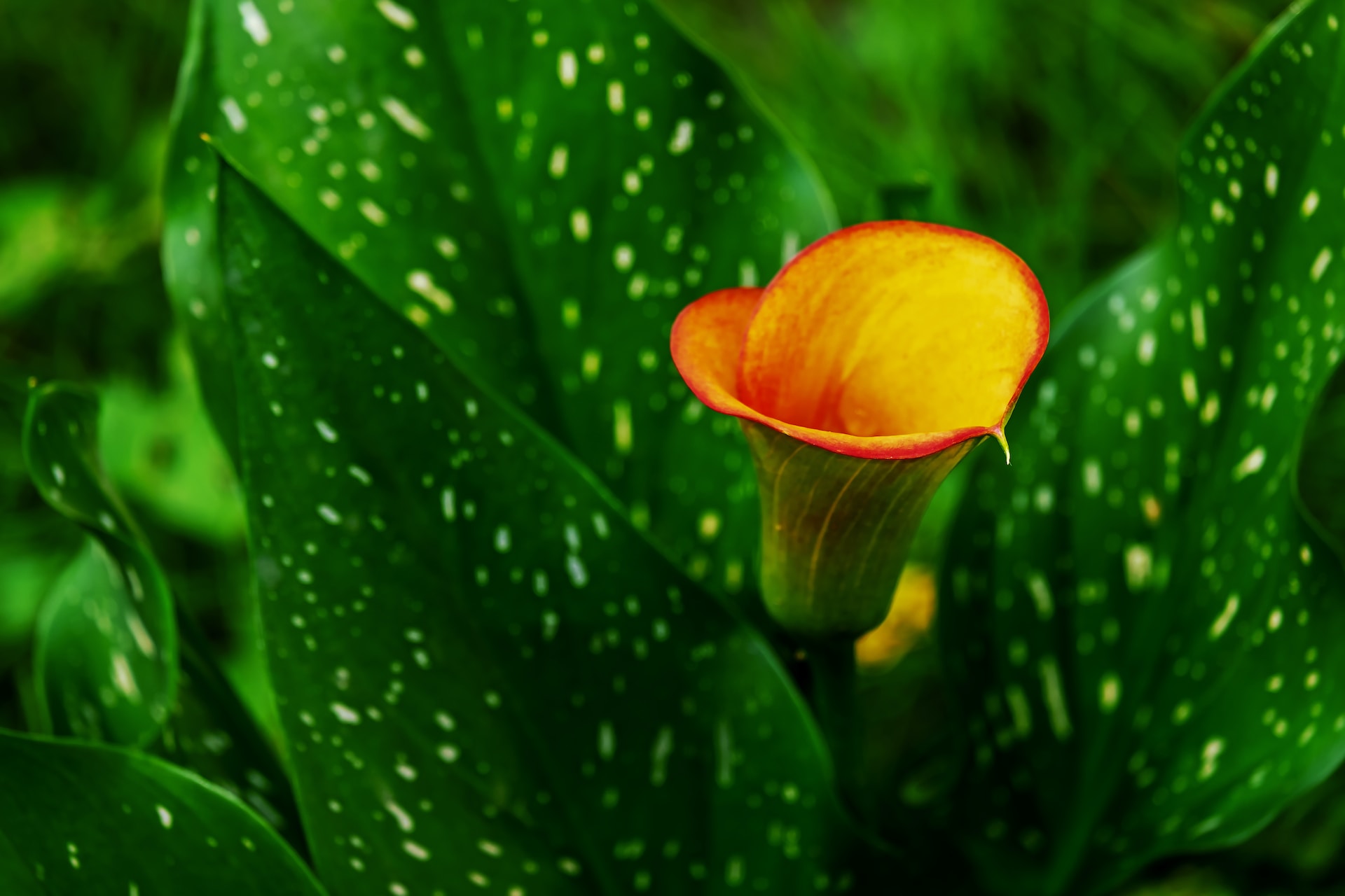 Orange calla lily