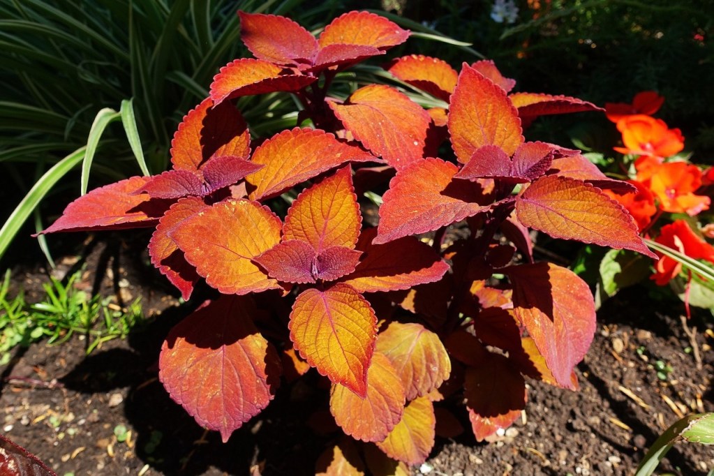 A coleus plant with orange and red leaves