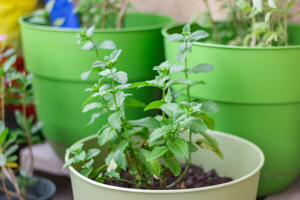 Mint growing in a pot