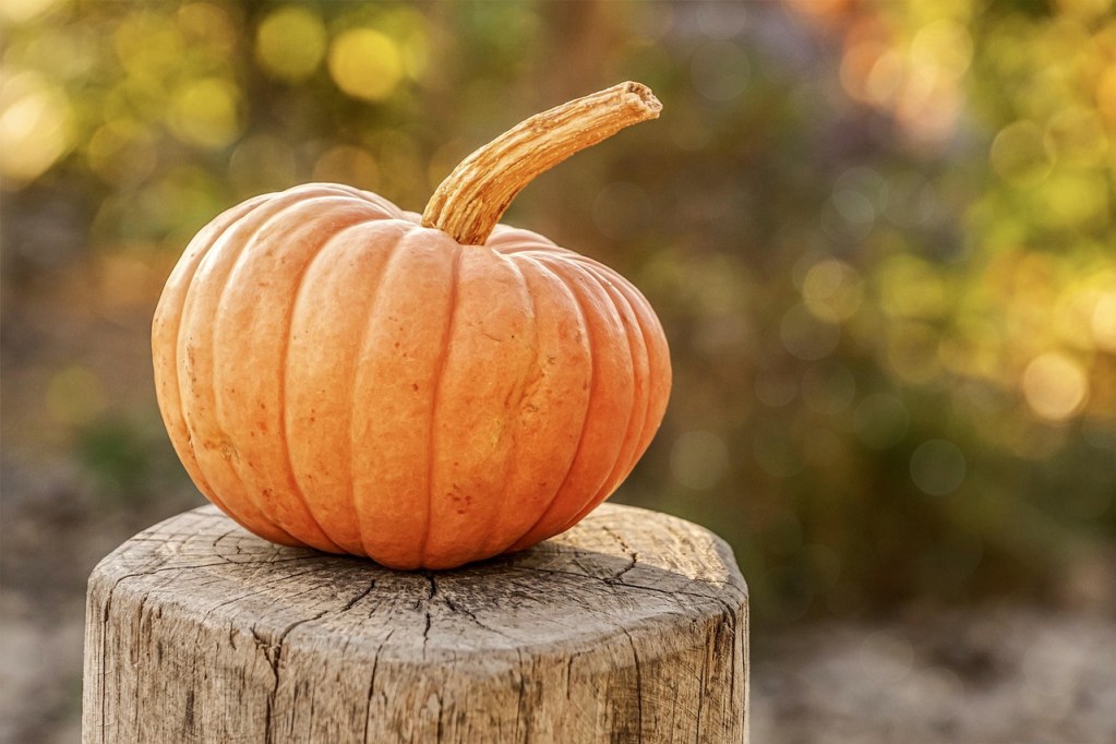 A small pumpkin sitting on top of a fence post