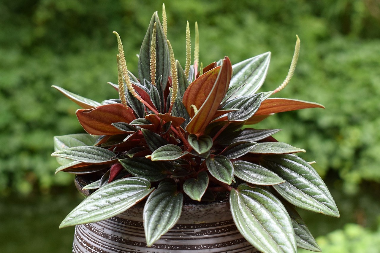 A peperomia plant with dark red and green leaves and flower stalks.