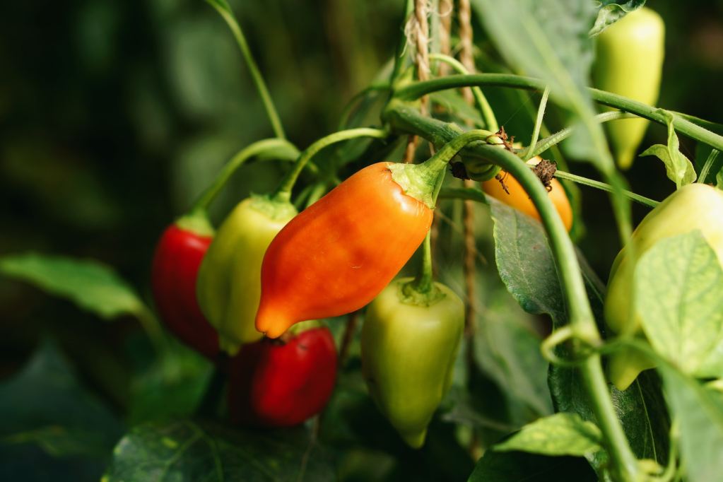 Red and orange peppers growing