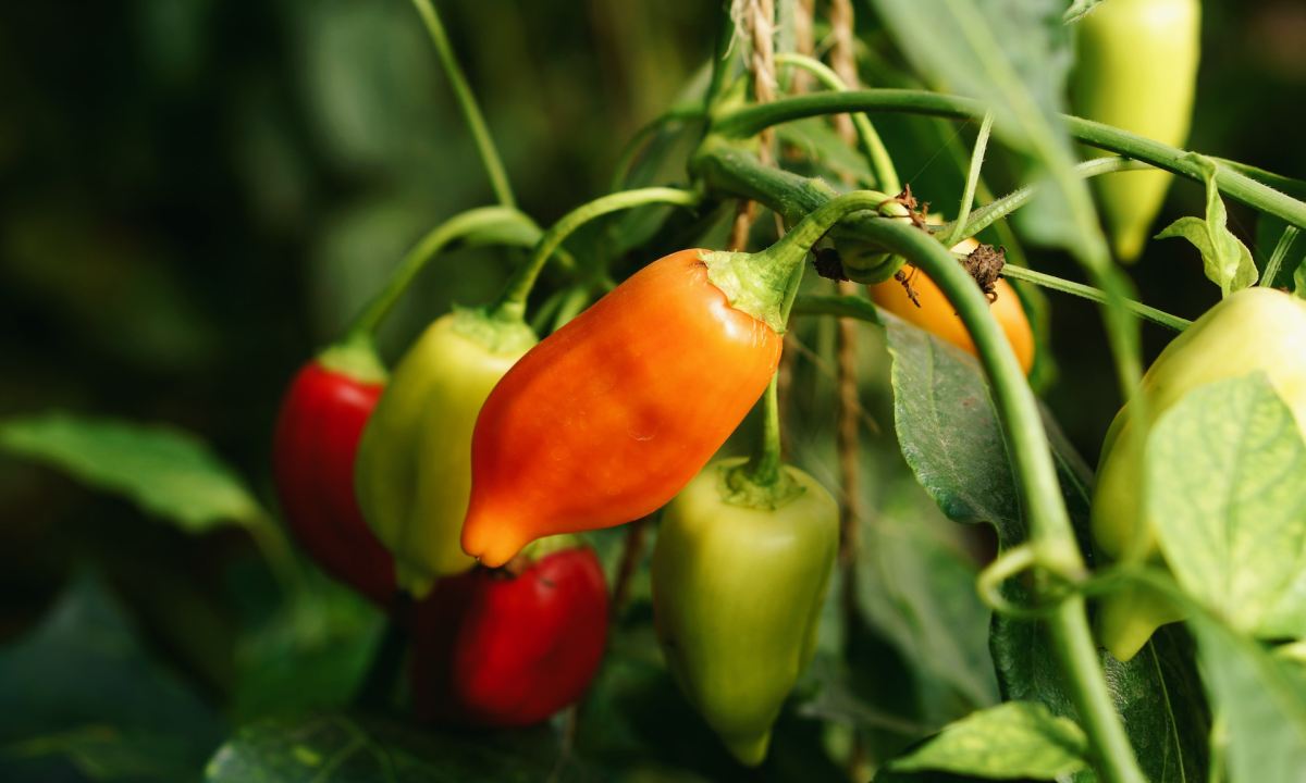 Red and orange peppers growing