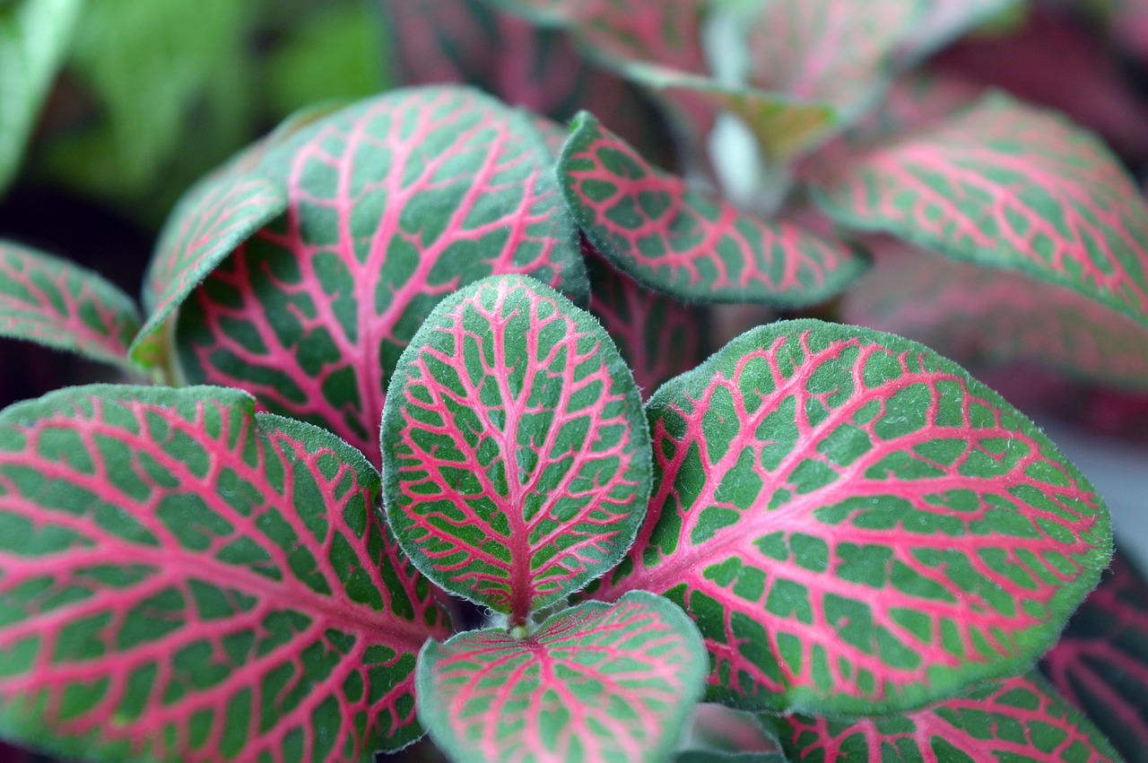 A fittonia plant with red veins