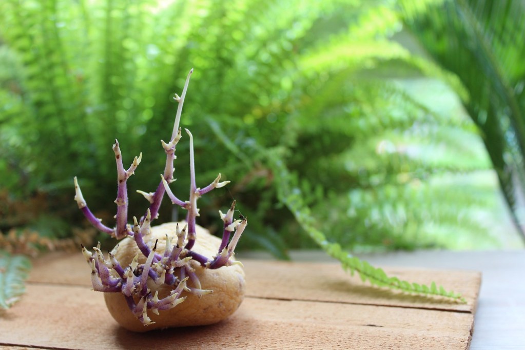 A sprouting seed potato on a table