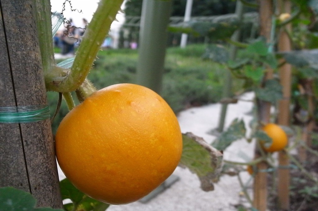 Small round pumpkins growing on a trellis