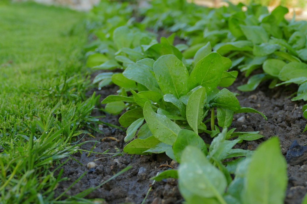Spinach plants growing in rows