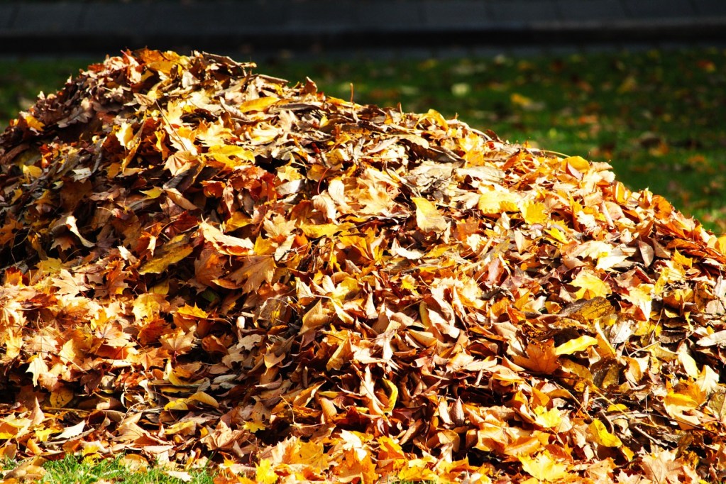 A pile of fallen leaves