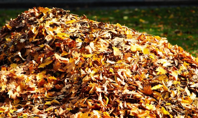 A pile of fallen leaves