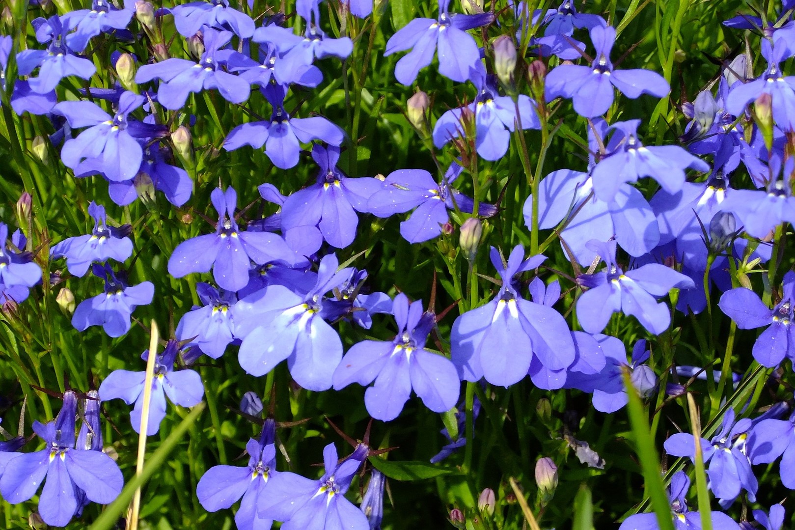 Blue lobelia flowers
