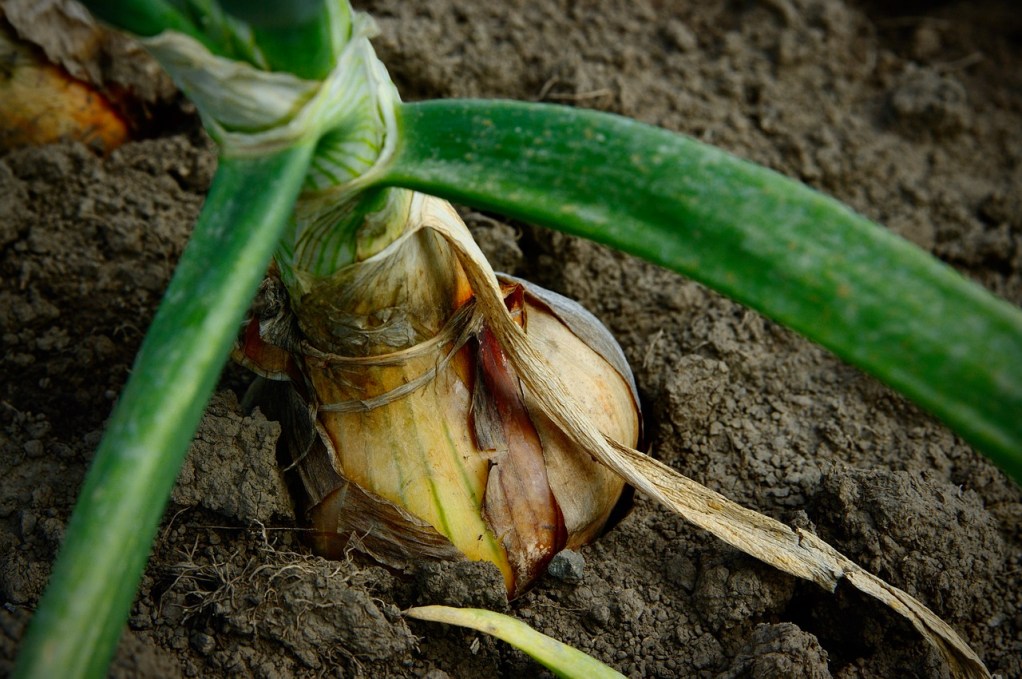 A garlic bulb ready for harvest