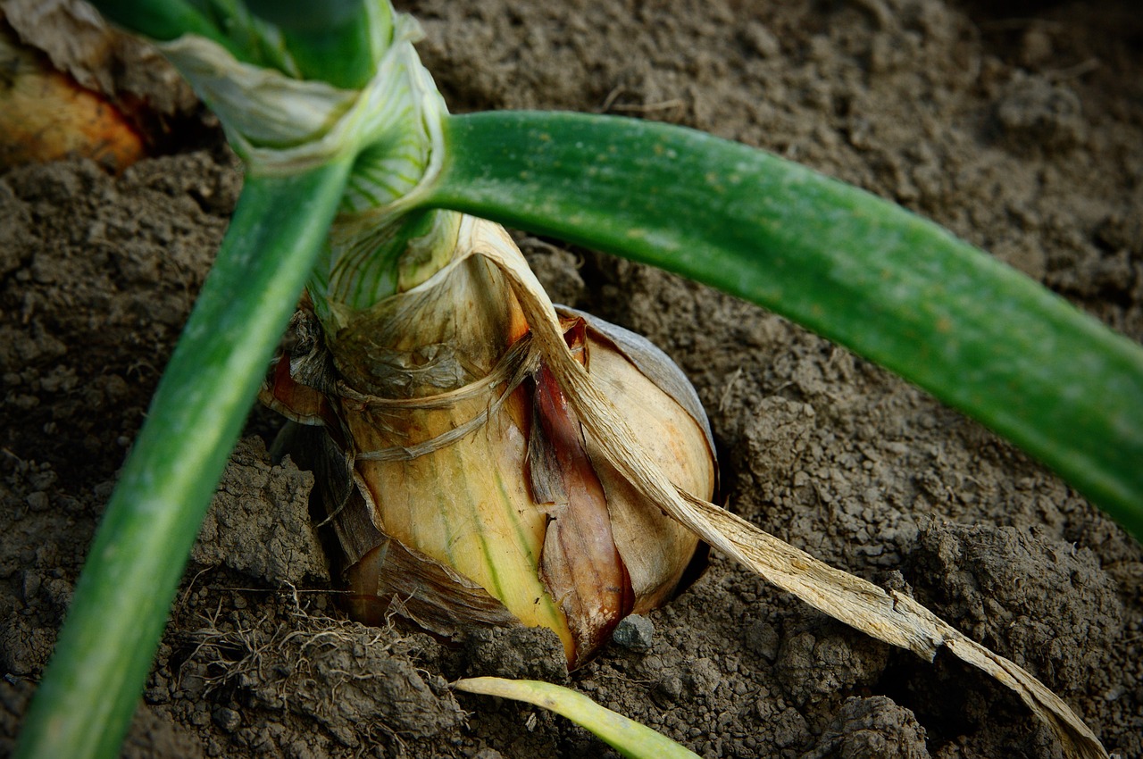 A garlic bulb ready for harvest