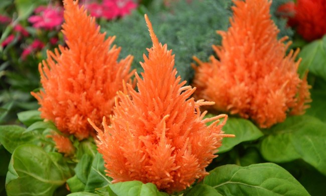 Pale orange celosia flowers