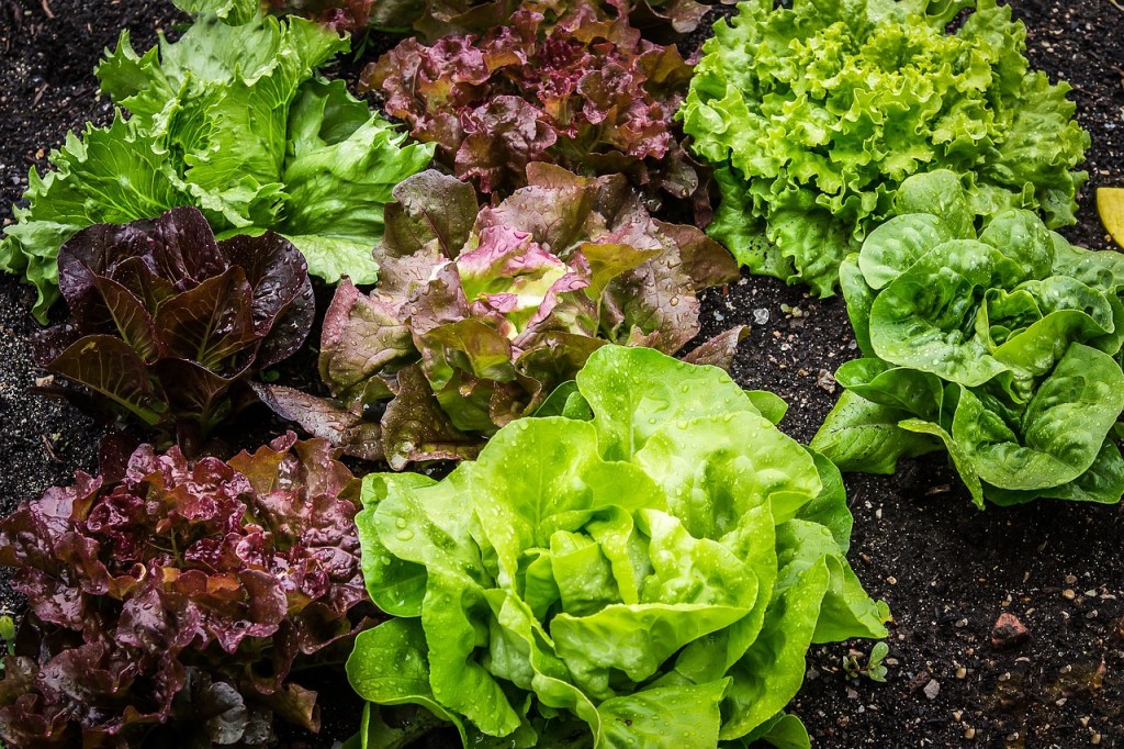 Assorted lettuce plants
