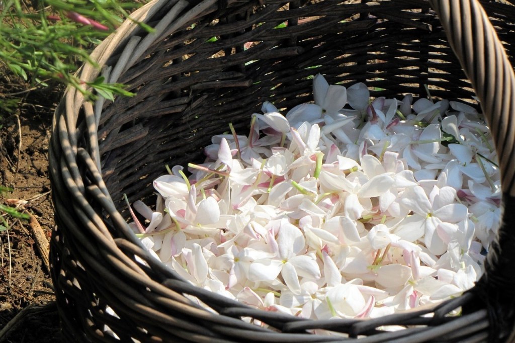 A basket of harvested jasmine flowers