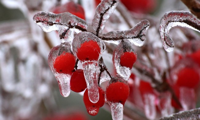A tree with red berries covered in ice