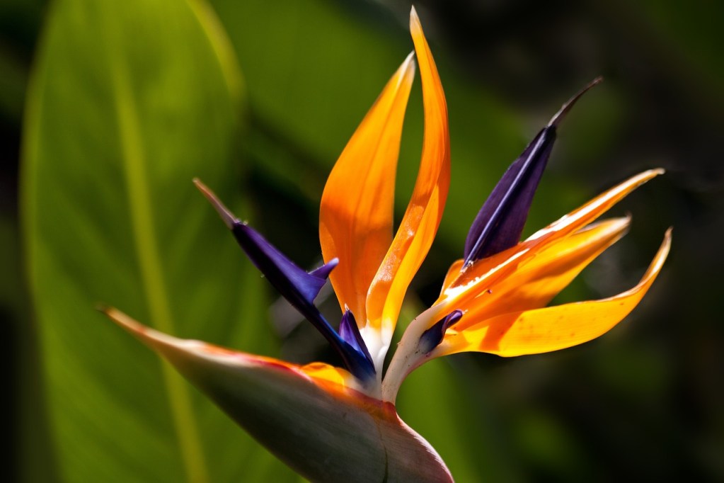 A close up of an orange and blue bird of paradise flower